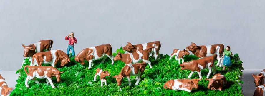 HO model cows with farmer